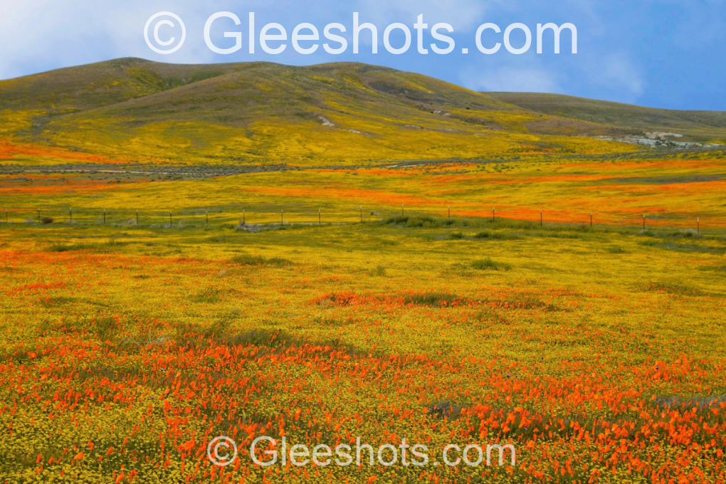 Poppies, Gold & Orange Wildflowers, Lancaster, CA