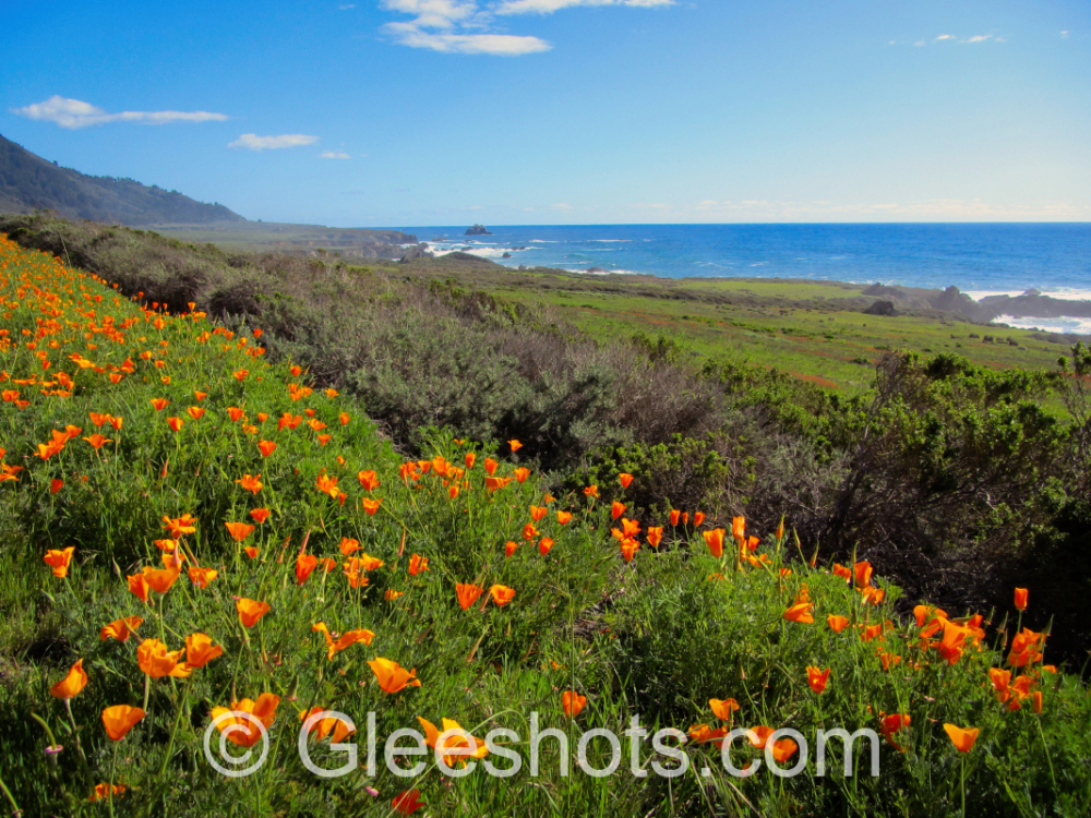 Poppies Along the California Coast