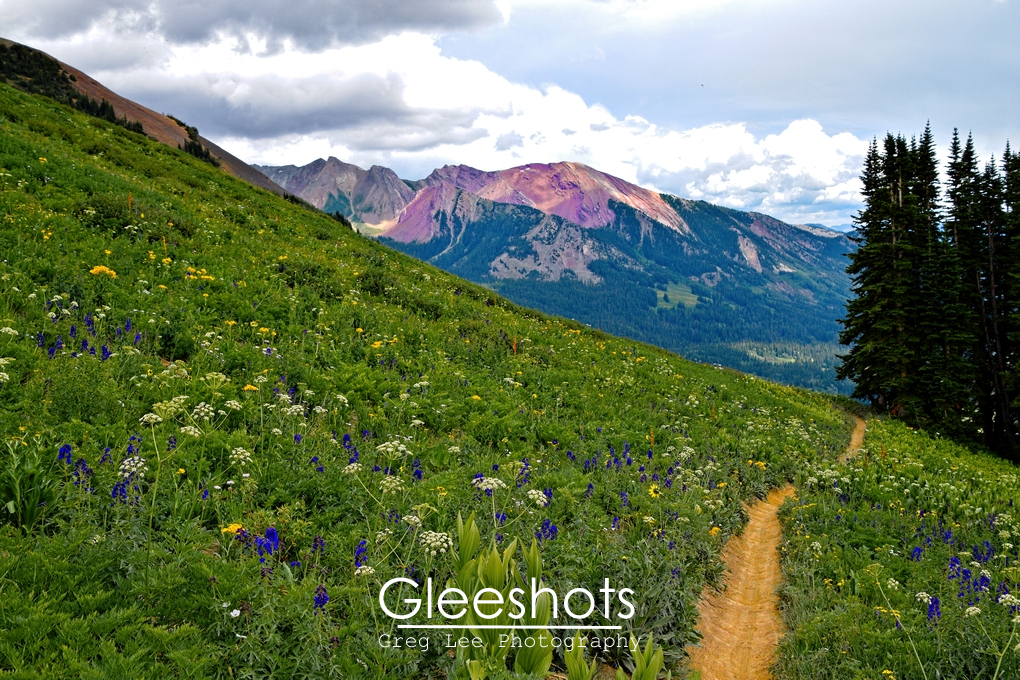 401 Trail and Wildflowers, Purple Mountain, Crested Butte, Colorado
