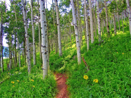 Aspen Forest Trail & Yellow Wildflowers, Colorado