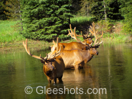 Three Elk in a Pond, Rocky Mountain National Park, Colorado
