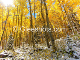 Golden Aspens with Snow, Aspen Fall Foliage, Colorado