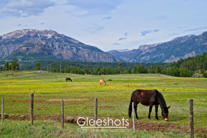 Horses Feeding in Mountain Valley, Pagosa Springs, Colorado