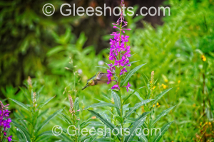 Hummingbird & Purple Loosestrife Flowers