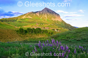 Mt Crested Butte and Lupines, Sunset, Colorado