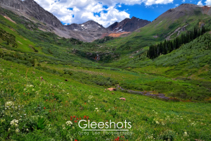 Wildflowers along Rustlers Gulch Trail, Crested Butte, Colorado, View 3