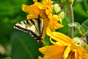 Swallowtail Butterfly on Yellow Wildflower