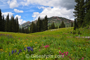 Wildflowers on Trail 401, Crested Butte, Colorado, View 4