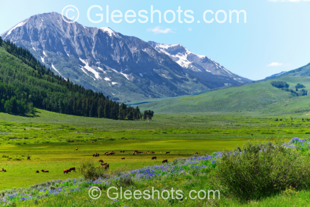 Crested Butte, Cows & Lupine in Valley, Colorado