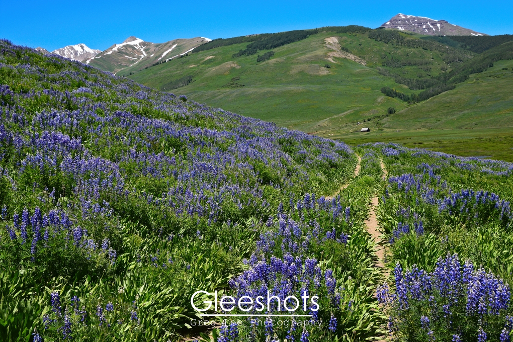 Lupine Wildflower Trail, Crested Butte, Colorado