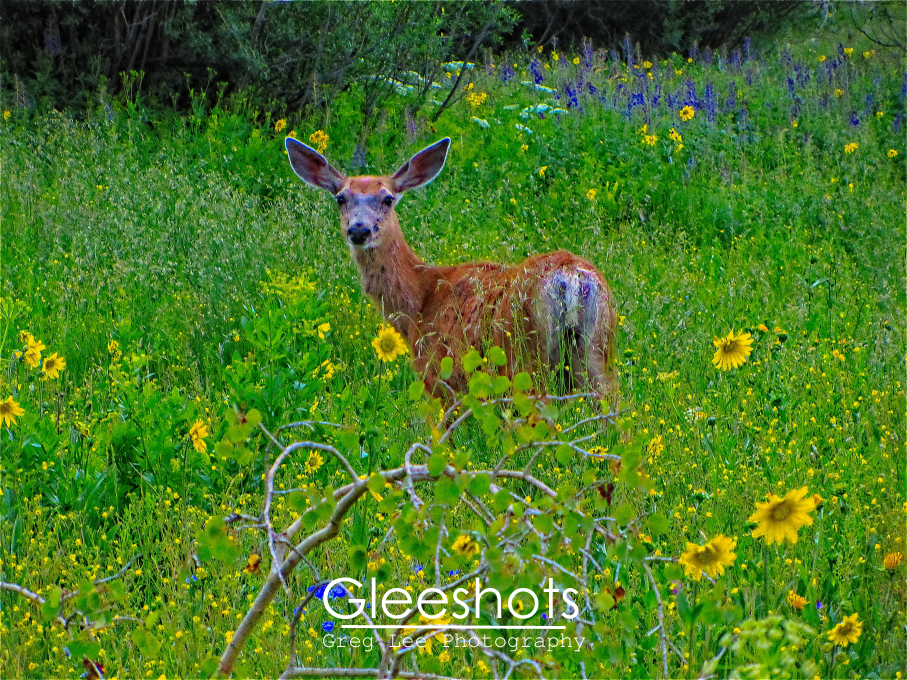 Mule Deer Among Wildflowers, Crested Butte, CO