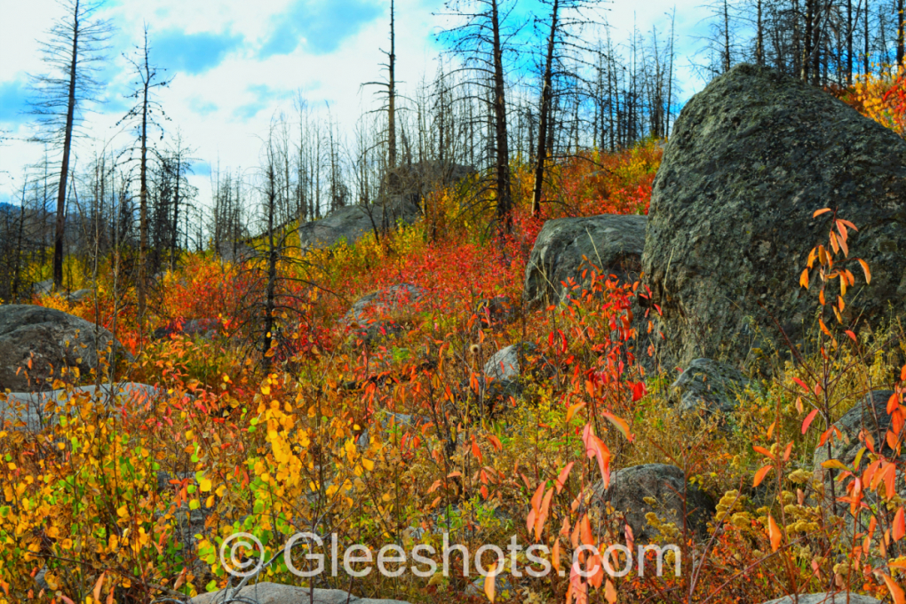 Rocky Mountain National Park, Fiery Fall Colors, Colorado