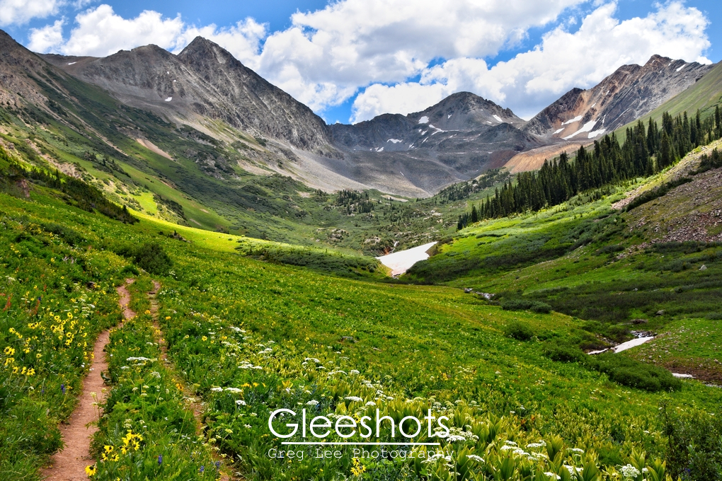 Wildflowers along Rustlers Gulch Trail, Crested Butte, Colorado, View 4