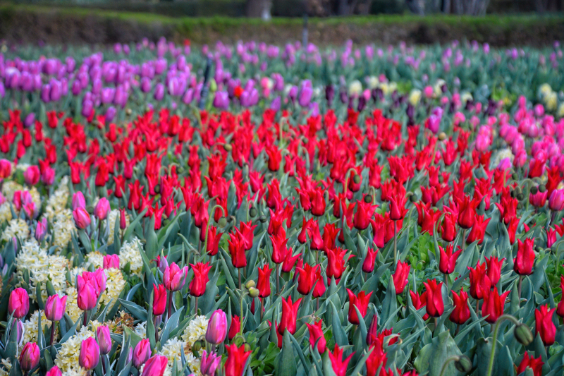 Red Pieter de Leur Lily Flowering, Purple, and Pink Tulip Field