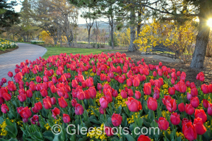 Red Tulips & Pathway at Sunset