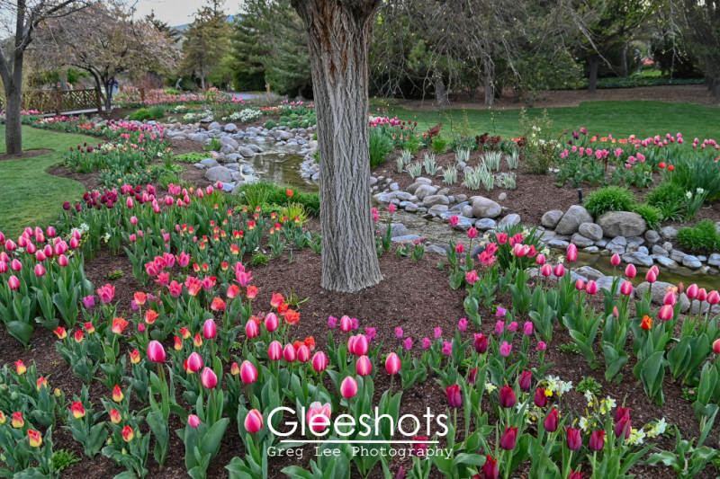Pink, Purple, & Red Tulips with Trunk and Stream