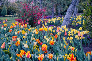 Orange and Yellow Tulips & Daffodils with Red Bush