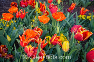 Orange Fly Away, Red, & Yellow Tulips & Flowers Close-Up