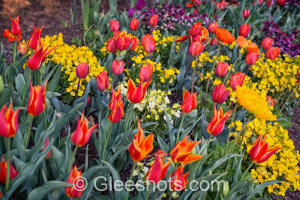 Orange, Red, Purple, & Yellow Tulips & Flowers Close-Up , View 1