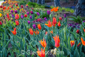 Rainbow Row of Orange Fly Away, Purple, Red and Yellow Tulips