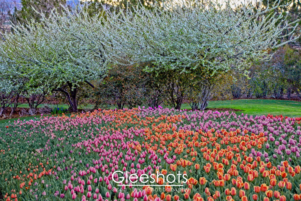 Purple Rain & Apricot Foxx Tulip Field with Flowering Trees