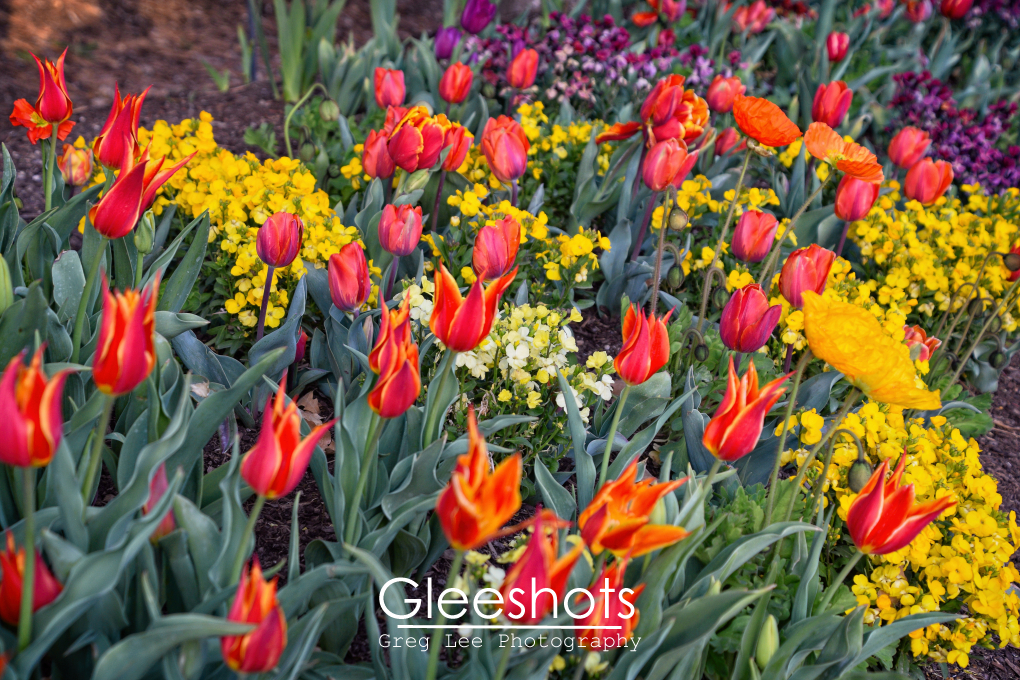 Orange, Red, Purple, & Yellow Tulips & Flowers Close-Up , View 1