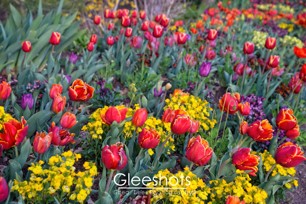 Orange, Red, Purple, & Yellow Tulips & Flowers Close-Up , View 2