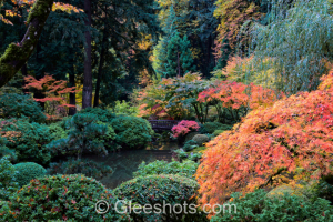 Fall Foliage at the Portland Japanese Garden, Oregon, Landscape View 1