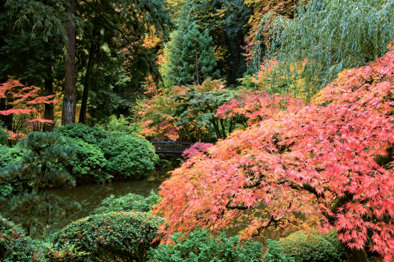 Fall Foliage at the Japanese Garden, Portland, Oregon, Landscape View 2