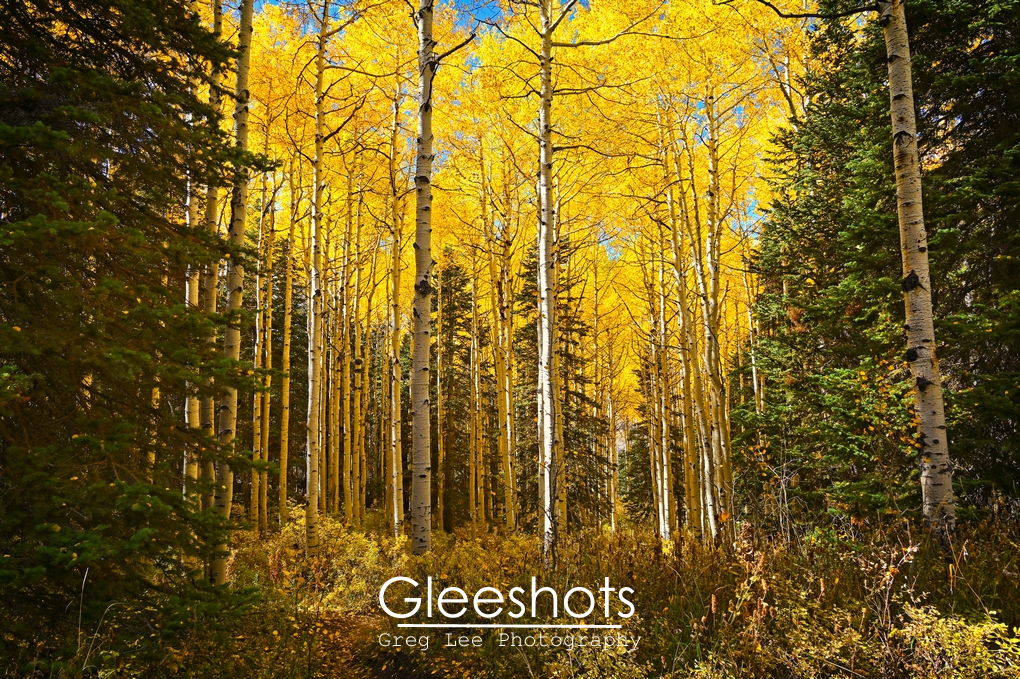 Golden Aspen and Evergreen Forest, Tranquil, Ethereal Forest