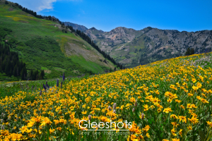 Albion Basin Wildflowers, Utah