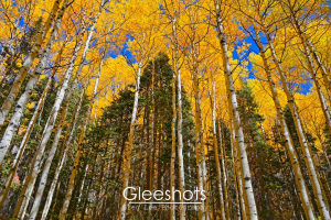 Tall Yellow Aspen in Evergreen Forest, Looking Up, Blue Sky, Tree Canopy