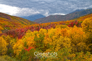 Fall Colors near Cascade Springs, Utah