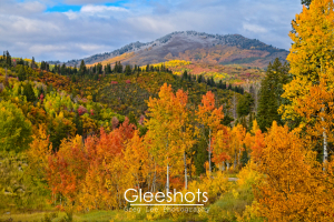 Golden Aspen Fall Colors, Snow, Wasatch Mountains, Utah