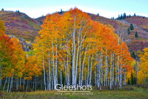 Orange Aspen and Purple Mountain Fall Landscape, Utah