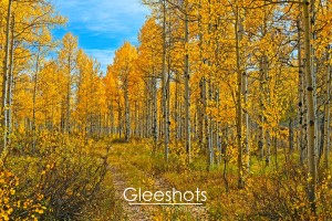 Yellow Aspen Forest Trail and Blue Sky