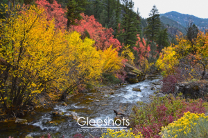Fall Colors along the Logan River, Utah