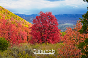 Wasatch Mountain State Park, Red Maple, Fall Foliage, Heber Valley, Utah