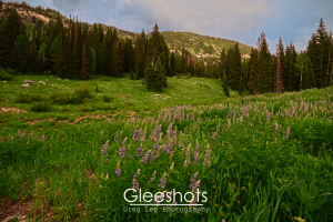 Albion Basin, Silvery Lupine Wildflowers, Sunset, Utah