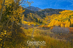 Mount Timpanogos and Golden Aspen Leaf Covered Trail, Yellow Aspen Trees, Utah
