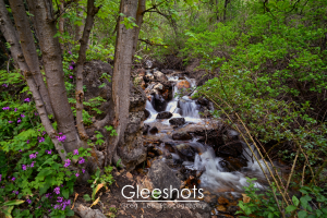 Waterfall and Purple Honesty Wildflowers, Utah