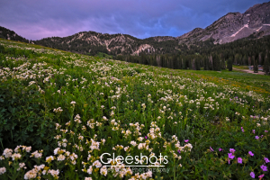 Albion Basin, White Wildflower Mountain Meadow at Sunset, Utah