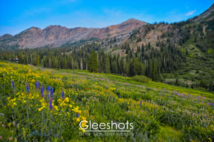 Wildflowers, Albion Basin, Utah (3)