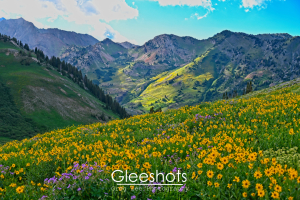 Albion Basin, Yellow Wildflowers, Mountains, Utah