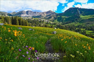 Albion Basin, Golden Field, Yellow Wildflowers, Utah
