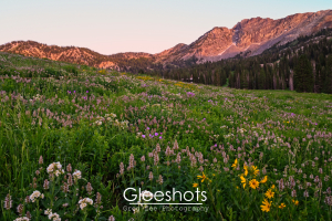 Albion Basin, Mountain Sunset Glow, Pink Purple Wildflowers, Utah