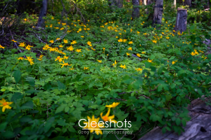 Yellow Wildflowers on Forest Floor, Arrowleaf Balsamroot