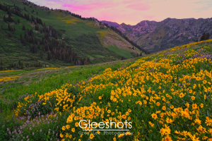 Albion Basin, Yellow Wildflowers, Pink Sunset, Utah