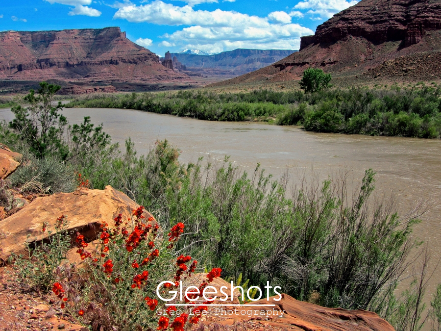 Colorado River and Red Wildflowers, Moab, Utah