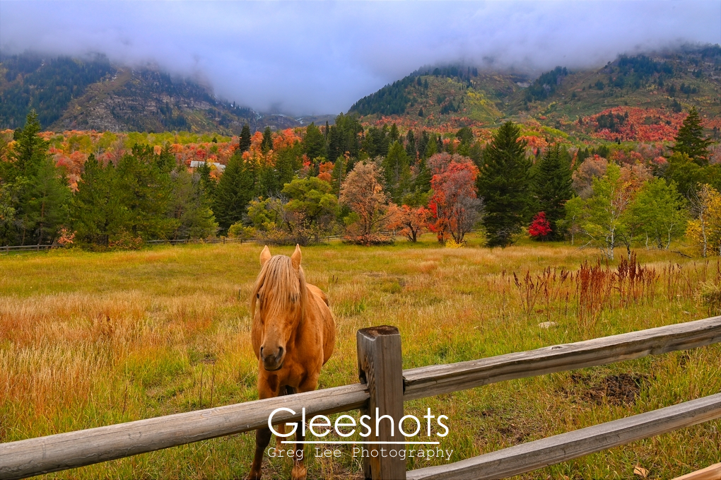 Timpanogos Horse and Fence With Fall Colors, Utah